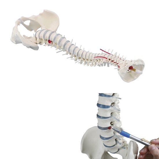 Erler-Zimmer anatomie model wervelkolom 70 cm met 1 bewegend onderdeel