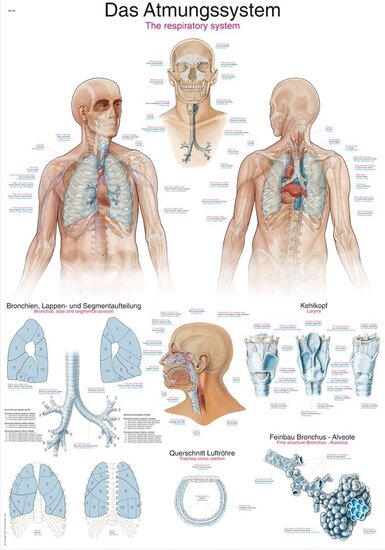 Erler-Zimmer Anatomie poster ademhaling Engels Duits Latijn papier 50x70 cm