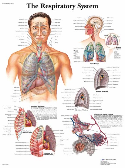 3B Scientific Anatomie poster ademhalingssysteem gelamineerd 50x67 cm Engels