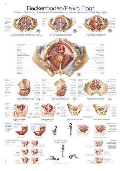 Erler-Zimmer Anatomie poster bekkenbodem Engels Duits kunststof folie 70x100 cm met ophangsysteem