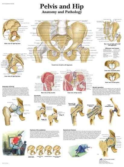 3B Scientific Anatomie poster Bekken en Heup gelamineerd 50x67 cm Engels