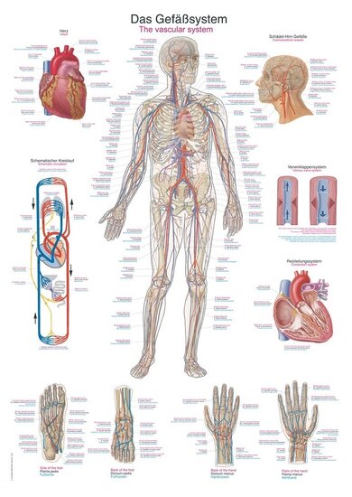 Erler-Zimmer Anatomie poster bloedsomloop kunststof folie 70x100 cm met ophangsysteem
