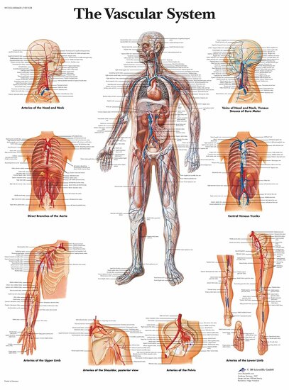 3B Scientific Anatomie poster Bloedsomloop gelamineerd 50x67 cm Engels