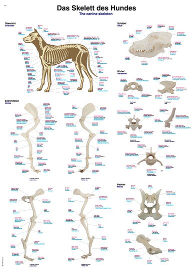 Erler-Zimmer Anatomie poster skelet hond papier 50x70 cm Latijn Engels Duits