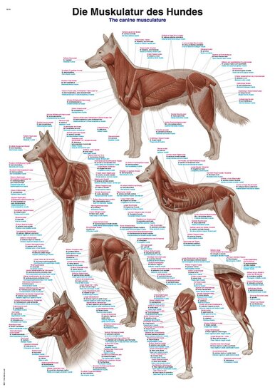 Erler-Zimmer Anatomie poster spieren hond Papier 50x70 cm Latijn Engels Duits