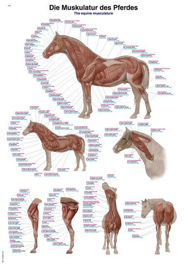 Erler-Zimmer Anatomie poster spieren paard papier 50x70 cm Latijn Engels Duits