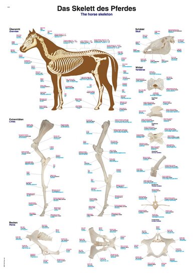 Erler-Zimmer Anatomie poster Skelet paard papier 50x70 cm met ophangsysteem