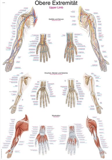 Erler-Zimmer Anatomie poster bovenste extremiteit kunststof-folie 70x100 cm met ophangsysteem