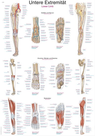 Erler-Zimmer Anatomie poster onderste extremiteit kunststof-folie 70x100 cm met ophangsysteem