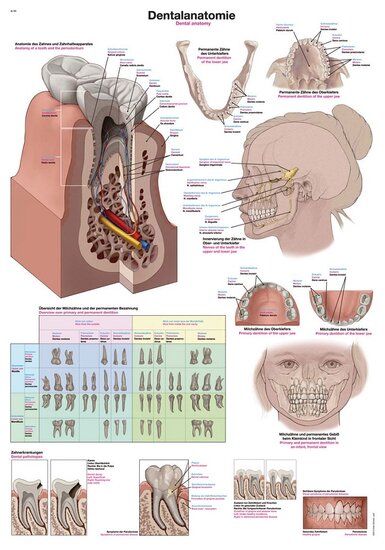 Erler-Zimmer Anatomie poster Gebit en tanden Latijn Engels Duits kunststof folie 70x50 cm met ophangsysteem