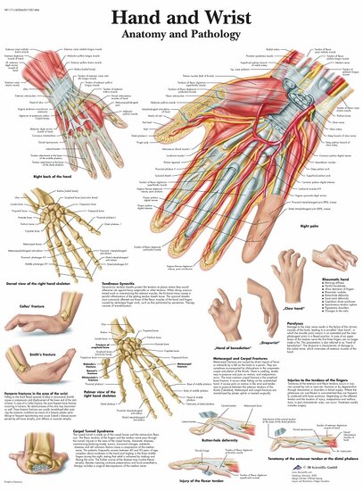 3B Scientific Anatomie poster Hand en pols gelamineerd 50x67 cm met ophangsysteem