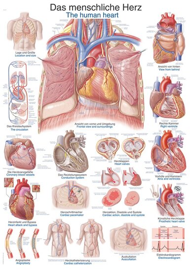Erler-Zimmer Anatomie poster hart Engels/Duits papier 50x70 cm