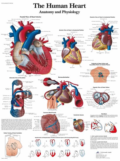 3B Scientific Anatomie poster hart gelamineerd 50x67 cm Engels