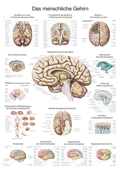 Erler-Zimmer Anatomie poster hersenen papier 50x70 cm met ophangsysteem