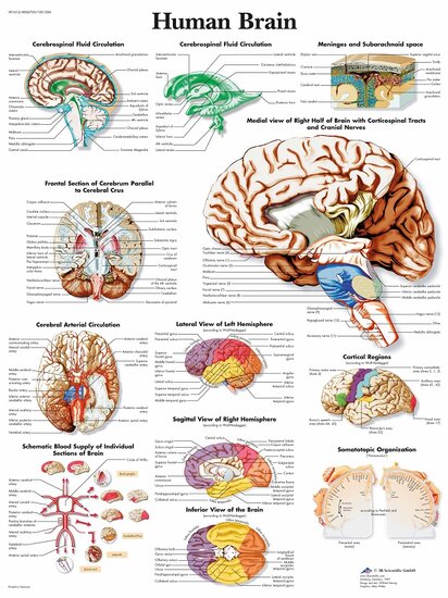 3B Scientific Anatomie poster hersenen gelamineerd 50x67 cm Engels