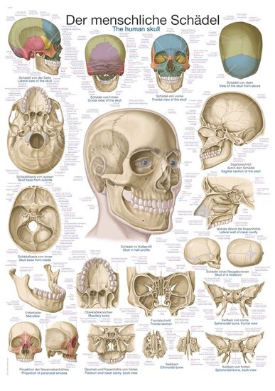 Erler-Zimmer Anatomie poster schedel papier 50x70 cm met ophangsysteem Latijn Engels Duits