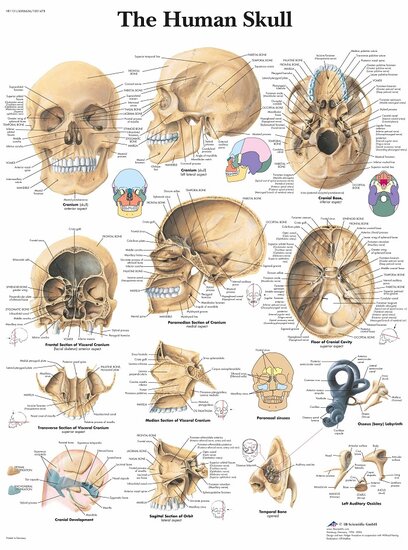 3B Scientific Anatomie poster schedel gelamineerd 50x67 cm Engels