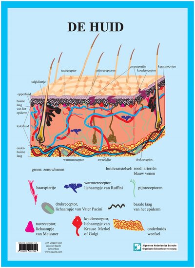 van Baarle Anatomie poster huid Nederlands gelamineerd A3 42x30 cm