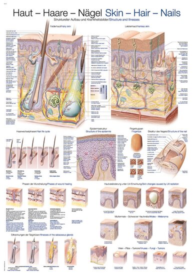 Erler-Zimmer Anatomie poster Huid, haar en nagels Kunststof-folie 70x100 cm Engels Duits