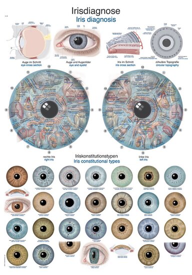 Erler-Zimmer Anatomie poster Iriscopie Engels Duits kunststof-folie 70x100 cm met ophangsysteem