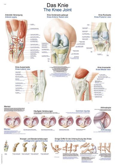 Erler-Zimmer Anatomie poster kniegewricht kunststof folie 70x100 cm met ophangsysteem