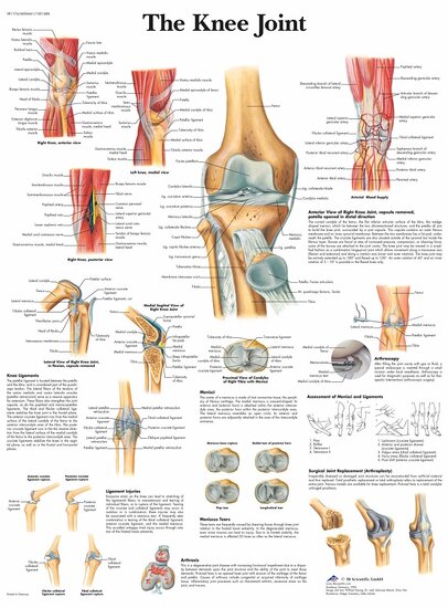 3B Scientific Anatomie poster kniegewricht gelamineerd 50x67 cm Engels