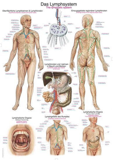 Erler-Zimmer Anatomie poster lymfe Latijn Engels Duits papier 50x70 cm met ophangsysteem