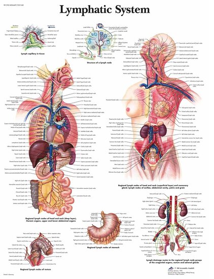 3B Scientific Anatomie poster Lymfe gelamineerd 50x67 cm Engels