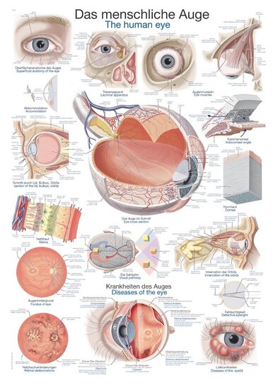 Erler-Zimmer Anatomie poster oog Engels Duits kunststof folie 70x100 cm met ophangsysteem