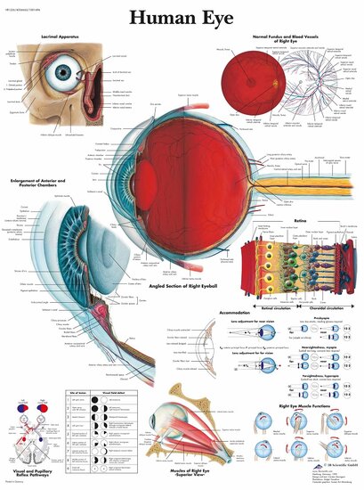 3B Scientific Anatomie poster oog gelamineerd 50x67 cm Engels