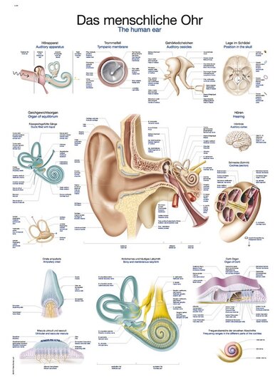 Erler-Zimmer Anatomie poster oor en gehoorgang Engels Duits papier 50x70 cm