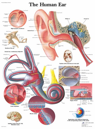 3B Scientific Anatomie poster oor en gehoorgang gelamineerd 50x67 cm Engels