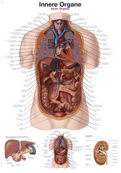 Erler-Zimmer Anatomie poster Organen Latijn Engels Duits kunststof folie 70x100 cm met ophangsysteem