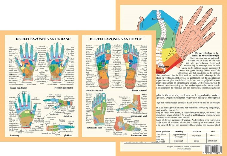 van Baarle Anatomie poster hand- en voetreflexologie Nederlands gelamineerd A4 21x30 cm