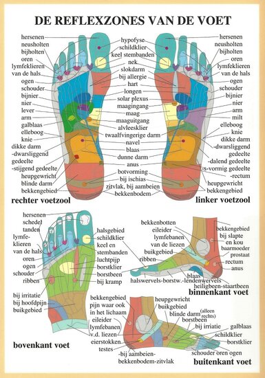van Baarle Anatomie poster voetreflexologie Nederlands gelamineerd A2 60x42 cm