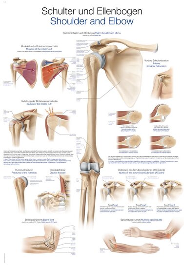 Erler-Zimmer Anatomie poster Schouder en Elleboog kunststof folie 70x100 cm met ophangsysteem