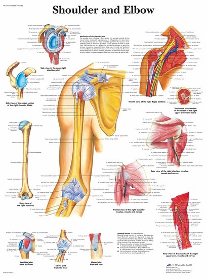 3B Scientific Anatomie poster Schouder en elleboog gelamineerd 50x67 cm met ophangsysteem