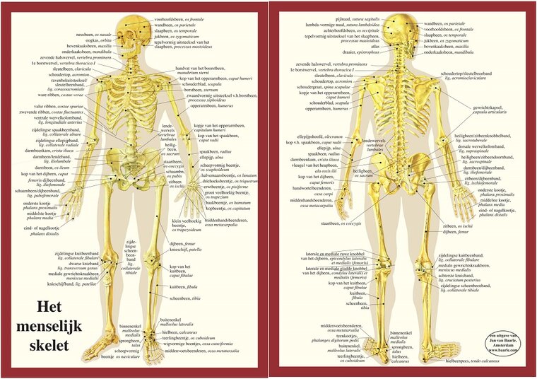 van Baarle Anatomie poster skelet Nederlands gelamineerd A4 30x21 cm