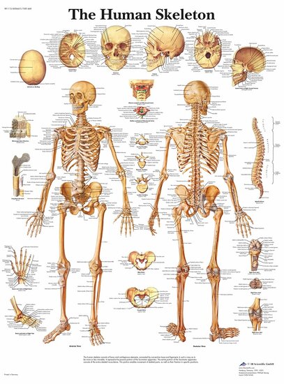 3B Scientific Anatomie poster skelet Engels papier 50x67 cm met ophangsysteem
