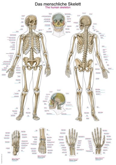 Erler-Zimmer Anatomie poster Skelet Latijn Engels Duits kunststof folie 70x100 cm met ophangsysteem