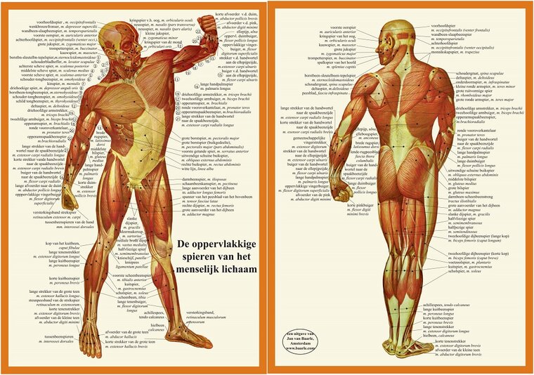 van Baarle Anatomie poster spieren Nederlands Latijn gelamineerd A4 21x30 cm