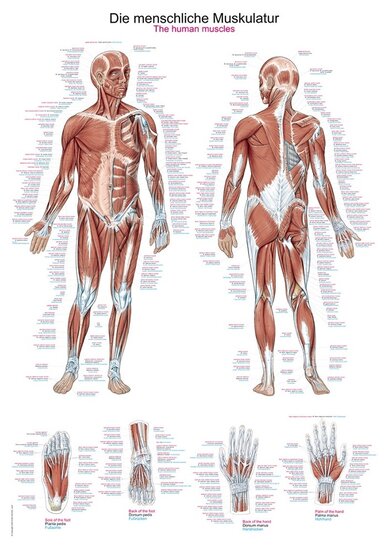 Erler-Zimmer Anatomie poster spieren Latijn Engels Duits kunststof folie 70x100 cm met ophangsysteem