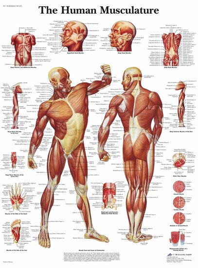 3B Scientific Anatomie poster spieren Engels gelamineerd 50x67 cm