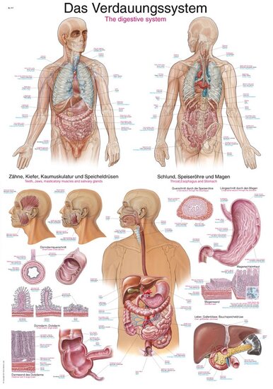 Erler-Zimmer Anatomie poster spijsvertering Latijn Engels Duits papier 50x70 cm