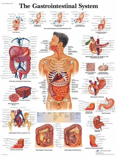 3B Scientific Anatomie poster spijsverteringssysteem gelamineerd 50x67 cm met ophangsysteem