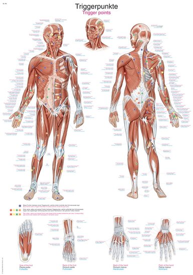 Erler-Zimmer Anatomie poster Triggerpoints Latijn Engels Duits kunststof folie 70x100 cm met ophangsysteem