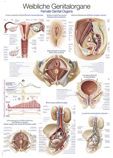 Erler-Zimmer Anatomie poster vrouwelijke geslachtsorganen Engels/Duits papier 50x70 cm