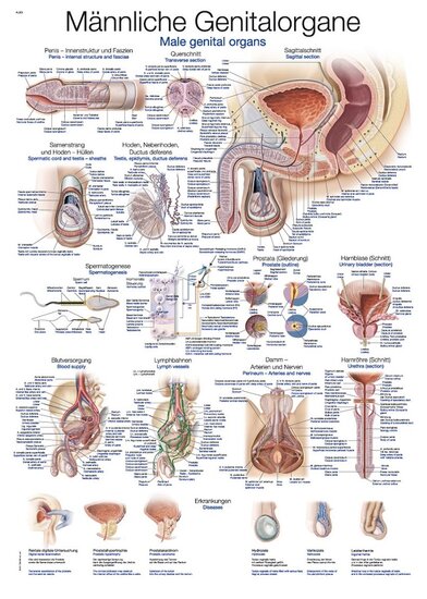 Erler-Zimmer Anatomie poster mannelijke geslachtsorganen Engels/Duits papier 50x70 cm met ophangsysteem