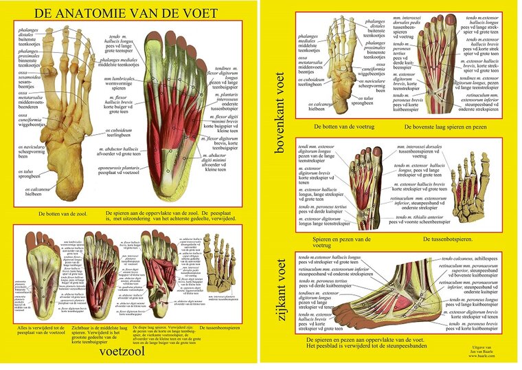 van Baarle Anatomie poster Voetskelet en voetspieren Nederlands gelamineerd A4 30x21 cm