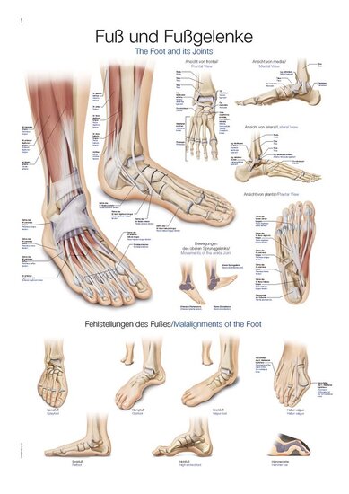 Erler-Zimmer Anatomie poster voet en voetgewrichten Engels/Duits papier 50x70 cm met ophangsysteem